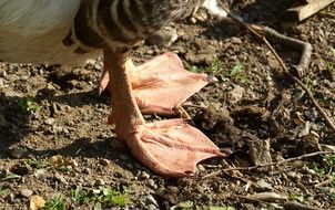 pink Goose feet on ground