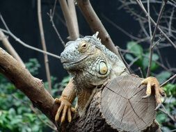 iguana on a branch close up