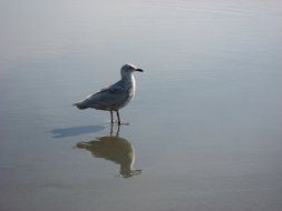 Seagull and reflection in water