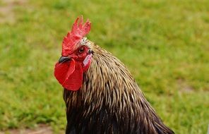 beautiful cock in the wildpark poing