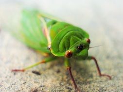 Cicada Green Macro Eyes Wings