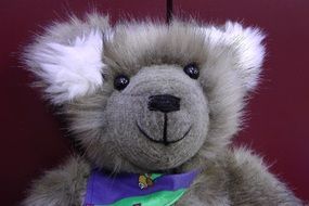 teddy bear close up