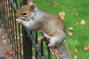 squirrel on an iron fence close-up