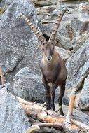 Capricorn Alpine among the big gray stones