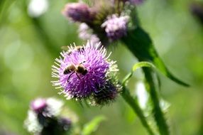 bee collects nectar on a thistle