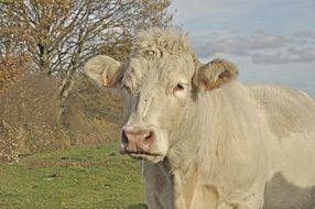 beige cattle on meadow