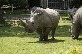 rhinos in the meadow