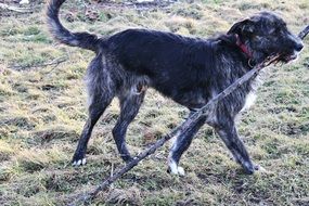 dog with a stick in his mouth