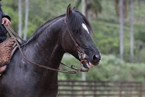 well-groomed black horse