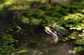 Frog in Pond