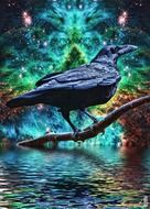 raven on a tree branch above the water