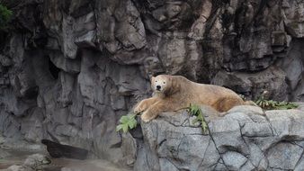 Polar Bear lays on rock in zoo