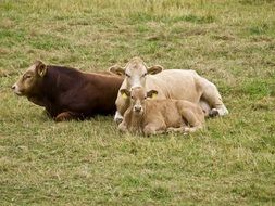 Cows and Calf lying together on meadow