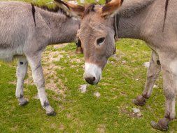 herd of donkeys on a green meadow