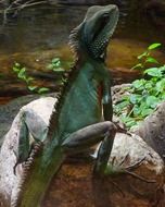 big green lizard on stone