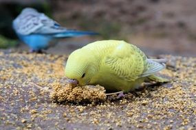 eating budgie close-up on blurred background