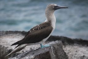 Blue-Footed Booby in the habitat of the Galapagos Islands