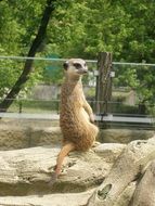 meerkat on stone in captivity