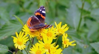 Beautiful and amazing butterfly on the yellow flower