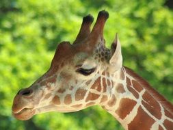 Giraffe Head Close up, green background