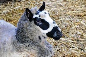 purebred spotted sheep on a hay on a farm