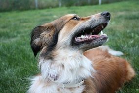 Australian Shepherd dog in grass playing