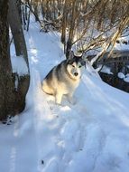 Doggie sitting on a snow