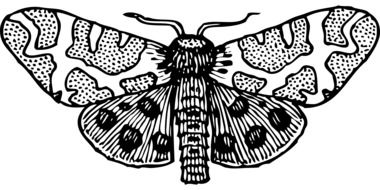 Black and white moth clipart