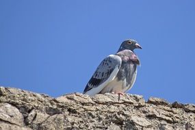 pigeon on a rock