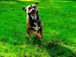 Beautiful colorful dog with the Joy Of Life