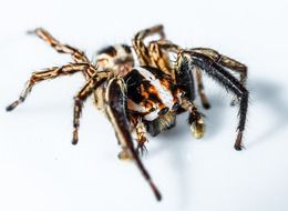 closeup of a furry jumping spider