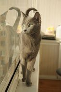 black and white photo of a gray cat near the window