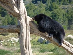 grizzly bear in wildlife