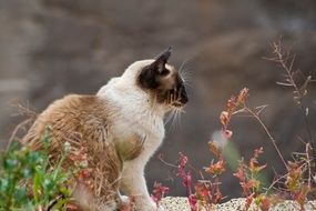 wild cat on the street
