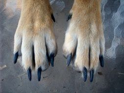 Paws Dog