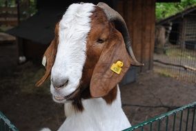 eared farmer goat