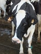 Cute black and white cow