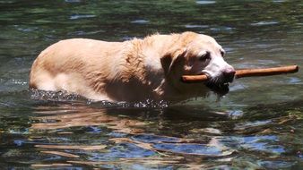 golden retriever plays with a stick in the water