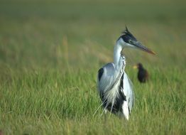 Cocoi Heron Bird
