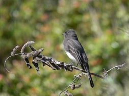 Black Phoebe in the wildlife