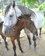 white horse and brown foal