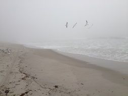 seagulls in the sky misty morning