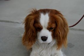 dog breed Cavalier King Charles Spaniel with a sad look
