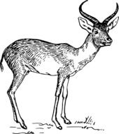 Black and white antelope clipart