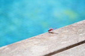 red Dragonfly on grey board at blue Water