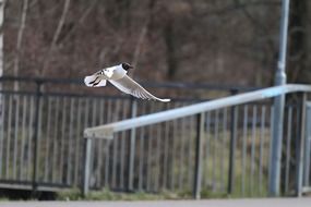 seagull in flight on a blurred background