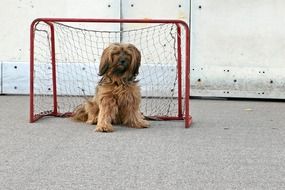 tibetan terrier sitting near a football goal