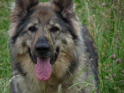 dog with tongue in green grass