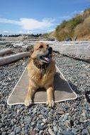 Dog in Yoga Mat