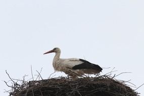 Stork Storchennest Nest Bird